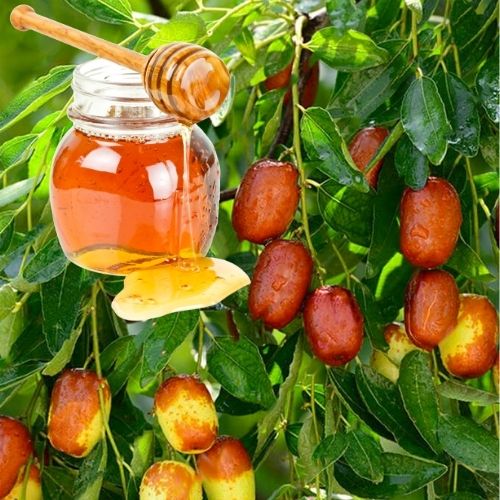 Miel-de-jujubier