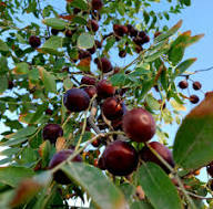 images (3)